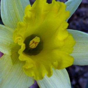 Photographie n°310187 du taxon Narcissus bicolor L. [1762]