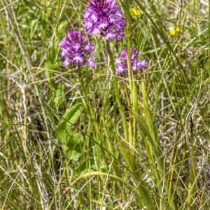 Photographie n°310216 du taxon Anacamptis pyramidalis (L.) Rich.