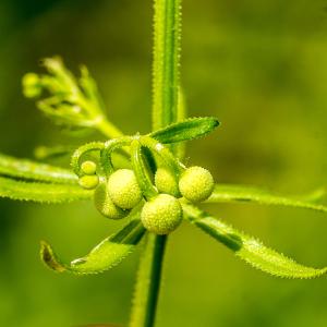 Photographie n°310263 du taxon Galium tricornutum Dandy