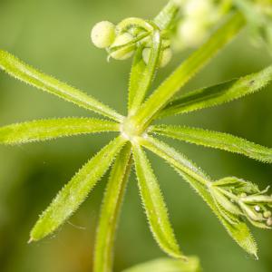 Photographie n°310265 du taxon Galium tricornutum Dandy