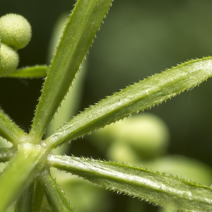 Photographie n°310266 du taxon Galium tricornutum Dandy