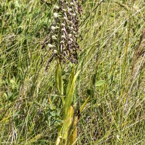 Photographie n°310267 du taxon Himantoglossum hircinum (L.) Spreng.