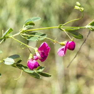 Photographie n°310268 du taxon Lathyrus tuberosus L. [1753]