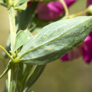 Photographie n°310269 du taxon Lathyrus tuberosus L. [1753]
