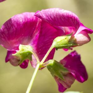 Photographie n°310270 du taxon Lathyrus tuberosus L. [1753]