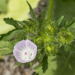 Photographie n°310286 du taxon Malva setigera Spenn. [1829]