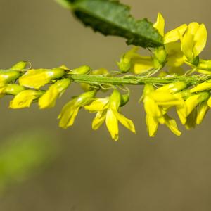 Photographie n°310304 du taxon Melilotus officinalis (L.) Lam. [1779]