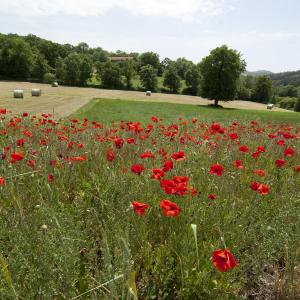 Photographie n°310305 du taxon Papaver rhoeas L.