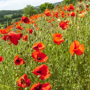 Photographie n°310306 du taxon Papaver rhoeas L.