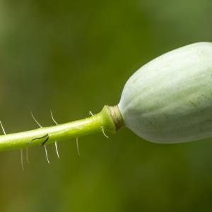 Photographie n°310308 du taxon Papaver rhoeas L.