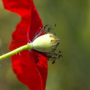 Photographie n°310309 du taxon Papaver rhoeas L.