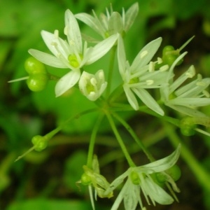 Photographie n°310313 du taxon Allium ursinum L. [1753]