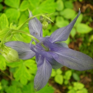 Photographie n°310318 du taxon Aquilegia vulgaris L. [1753]