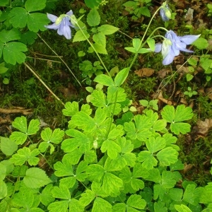 Photographie n°310320 du taxon Aquilegia vulgaris L. [1753]