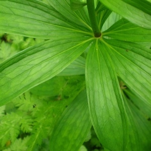 Photographie n°310335 du taxon Lilium martagon L.