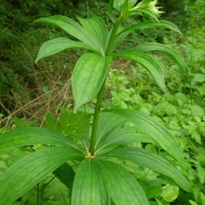 Photographie n°310336 du taxon Lilium martagon L.