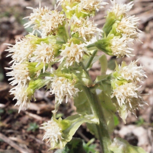 Photographie n°310377 du taxon Petasites albus (L.) Gaertn. [1791]