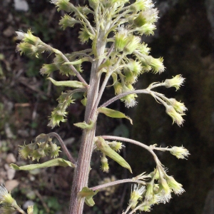 Photographie n°310379 du taxon Petasites albus (L.) Gaertn. [1791]