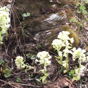 Photographie n°310387 du taxon Petasites albus (L.) Gaertn. [1791]