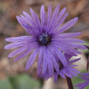  - Soldanella alpina L. [1753]