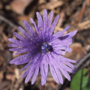  - Soldanella alpina L. [1753]