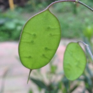 Photographie n°310468 du taxon Lunaria annua L.