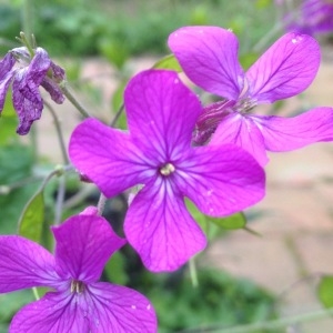 Photographie n°310469 du taxon Lunaria annua L.