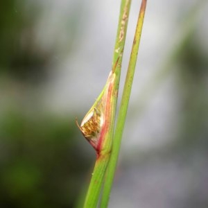 Photographie n°310504 du taxon Juncus conglomeratus L. [1753]