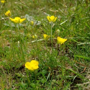 Photographie n°310515 du taxon Ranunculus paludosus Poir. [1789]