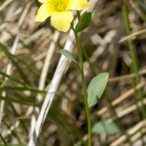 Photographie n°310531 du taxon Linum campanulatum L.