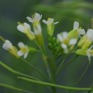 Photographie n°310560 du taxon Arabidopsis thaliana (L.) Heynh. [1842]