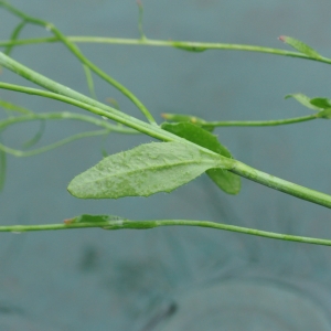 Photographie n°310561 du taxon Arabidopsis thaliana (L.) Heynh. [1842]