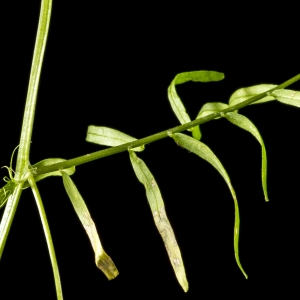 Photographie n°310593 du taxon Ervilia articulata (Hornem.) H.Schaefer, Coulot & Rabaute