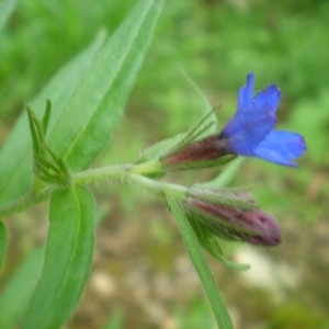 Photographie n°310607 du taxon Lithospermum purpurocaeruleum L. [1753]