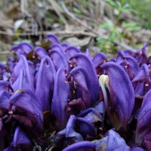 Photographie n°310613 du taxon Lathraea clandestina L. [1753]