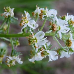 Photographie n°310627 du taxon Reseda jacquinii Rchb. [1824]