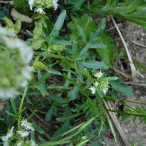 Photographie n°310629 du taxon Reseda jacquinii Rchb. [1824]