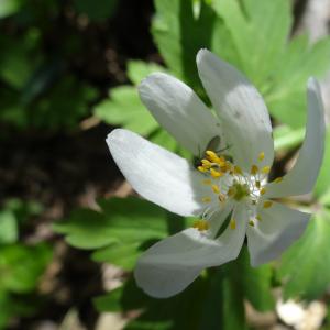 Photographie n°310635 du taxon Anemone nemorosa L. [1753]