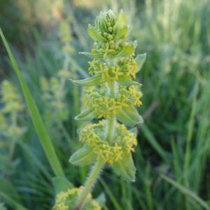 Photographie n°310648 du taxon Cruciata laevipes Opiz [1852]