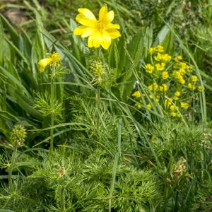 Photographie n°310708 du taxon Adonis pyrenaica DC. [1815]