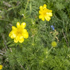 Photographie n°310709 du taxon Adonis pyrenaica DC. [1815]