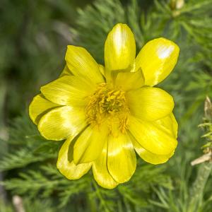 Photographie n°310711 du taxon Adonis pyrenaica DC. [1815]