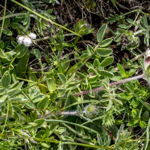 Photographie n°310725 du taxon Anthyllis vulneraria L. [1753]