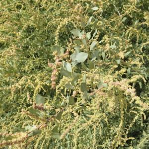 Photographie n°310734 du taxon Atriplex halimus L. [1753]