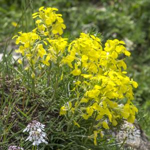 Photographie n°310762 du taxon Erysimum duriaei subsp. pyrenaicum (Jord. ex Nyman) P.W.Ball [1990]