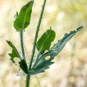 Photographie n°310832 du taxon Knautia arvernensis (Briq.) Szabó