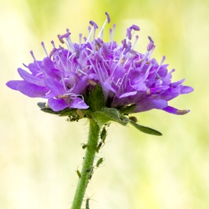 Photographie n°310833 du taxon Knautia arvernensis (Briq.) Szabó