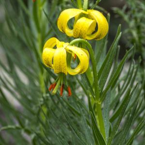 Photographie n°310841 du taxon Lilium pyrenaicum Gouan