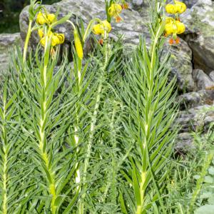 Photographie n°310844 du taxon Lilium pyrenaicum Gouan