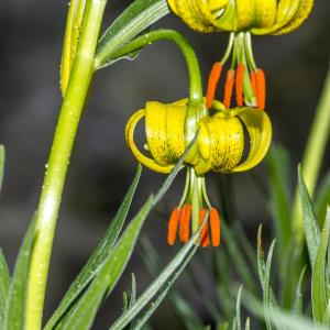 Photographie n°310846 du taxon Lilium pyrenaicum Gouan